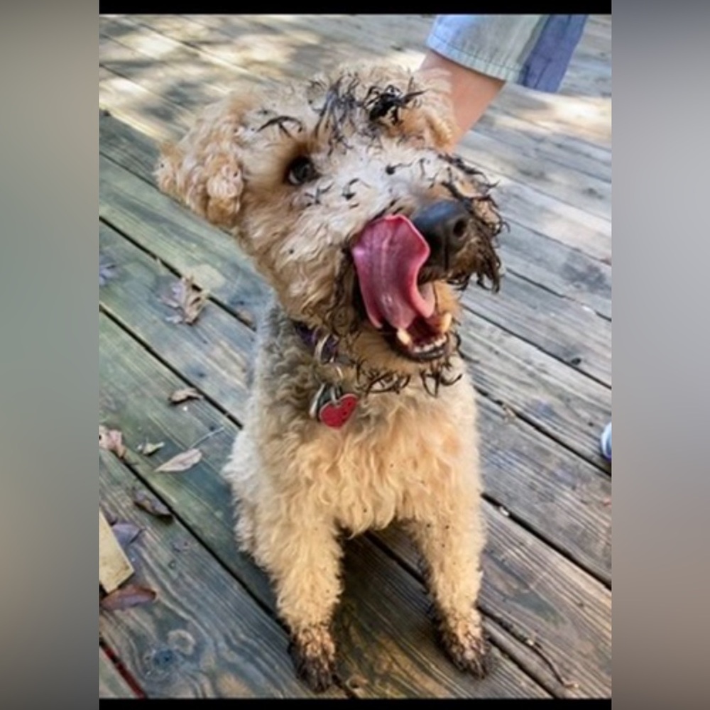 Meet your Posher, Dana